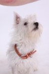 3dc096-pfotenland_150x150.JPG